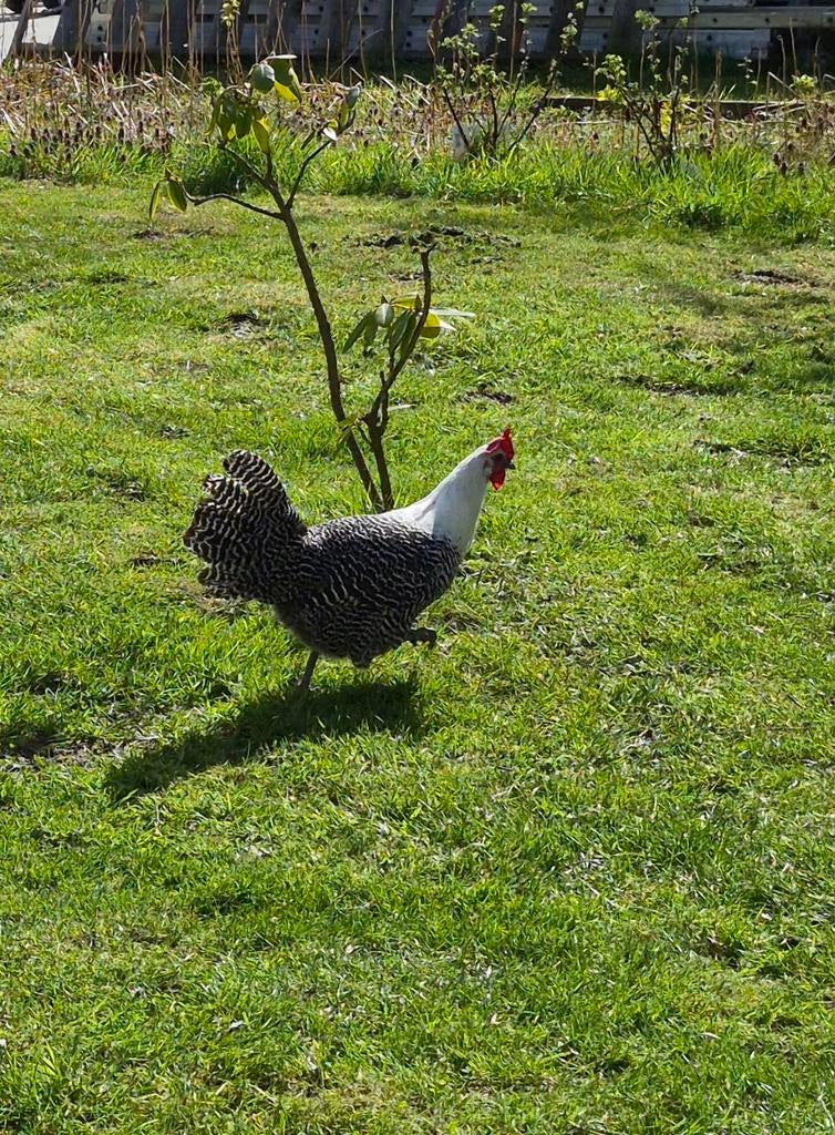 Zilverbrakel kuikens te koop, Sexe inconnu, Poule ou poulet