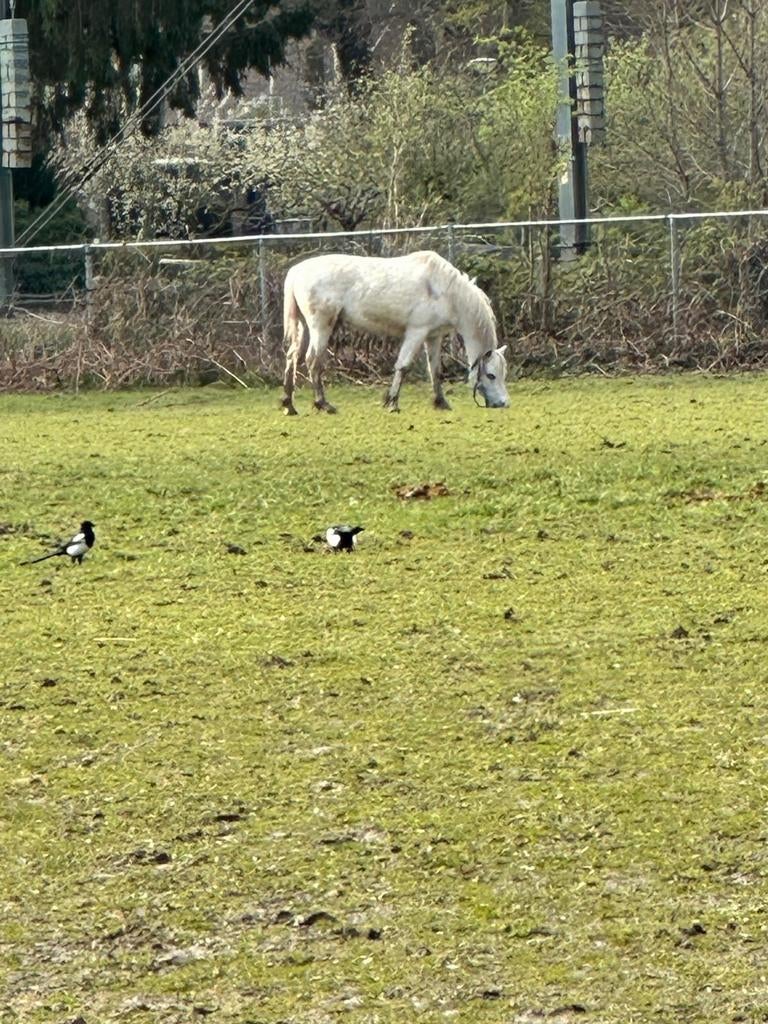 Zoekt nieuwe huisje, Dieren en Toebehoren