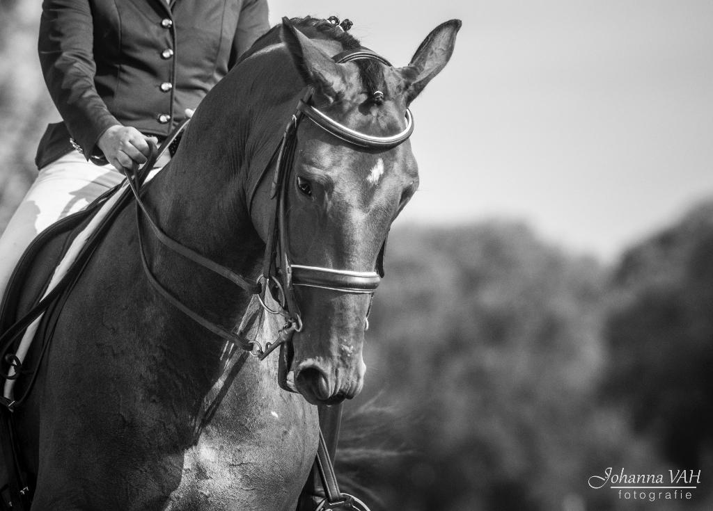 Fokmerrie dressuur, Jument