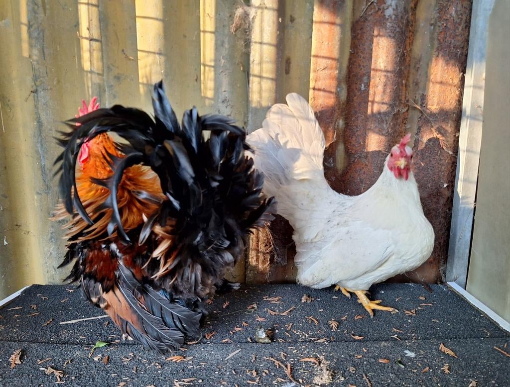 Jong chabo koppel, Dieren en Toebehoren, Pluimvee