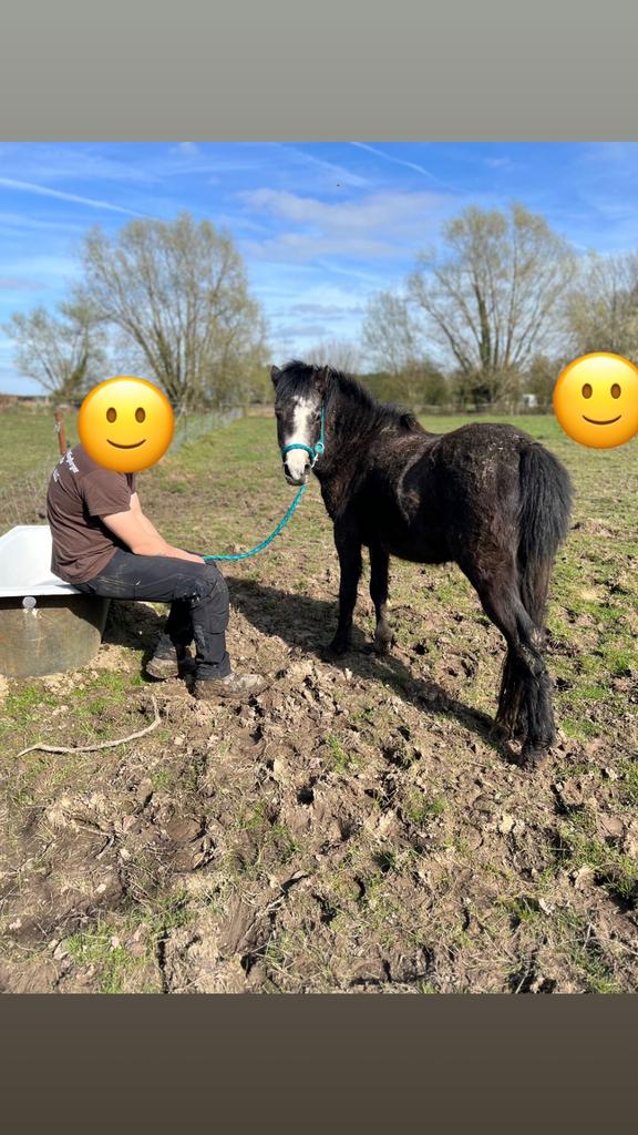 Poulain welsh, Dieren en Toebehoren, Paarden, Hengst, Niet van toepassing, Minder dan 160 cm, 0 tot 2 jaar
