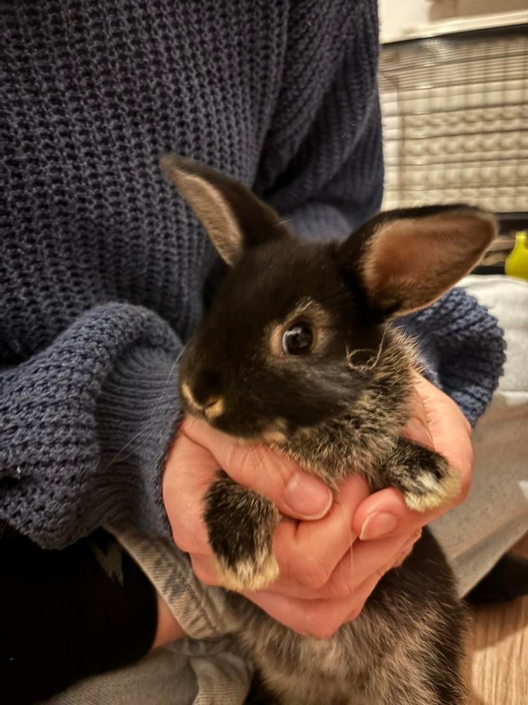 Kruising dwergkonijn - Nederlandse hangoor, Dieren en Toebehoren, Konijnen, Meerdere dieren, Dwerg, Hangoor, 0 tot 2 jaar