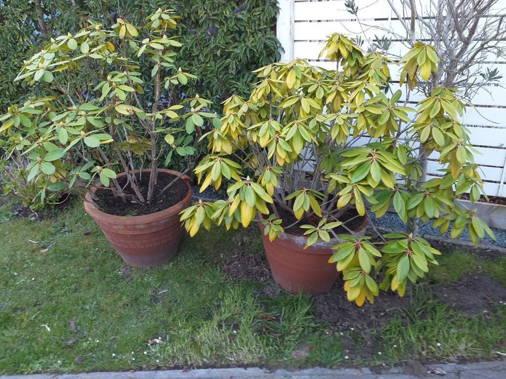 2 rododendron struiken in pot, Ophalen