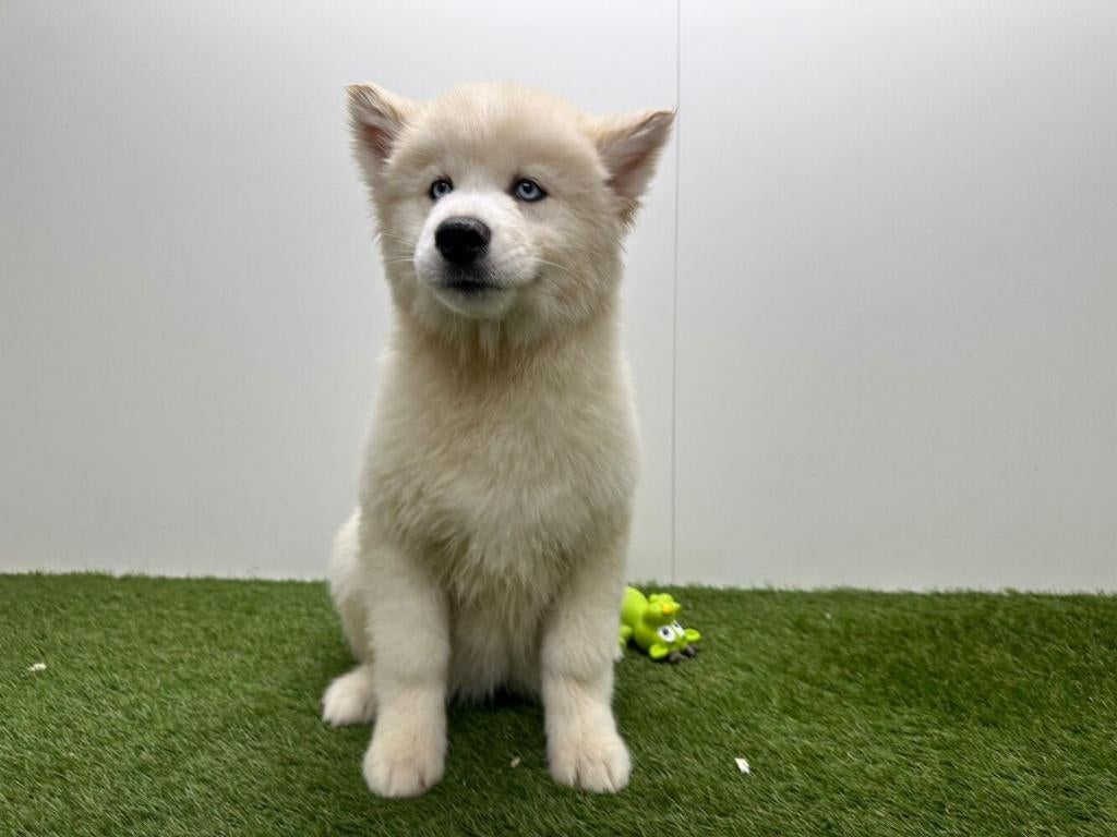 Siberische Husky pups - langharig, België, 8 tot 15 weken, Poolhond, Parvo