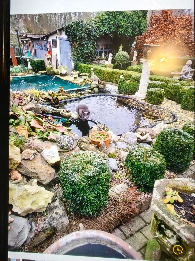 Opvang pluimvee kippen ganzen eenden duiven pauwen enz, Dieren en Toebehoren, Pluimvee