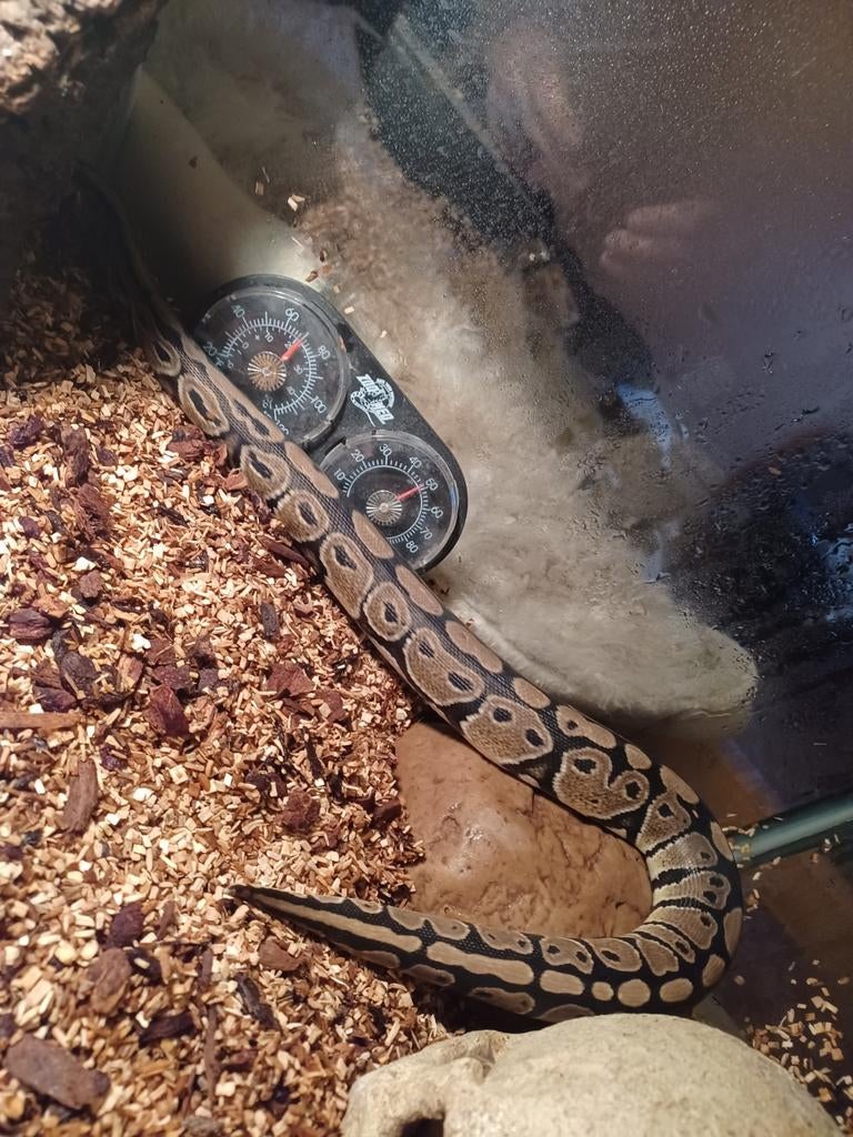 Slang Stella en Terrarium