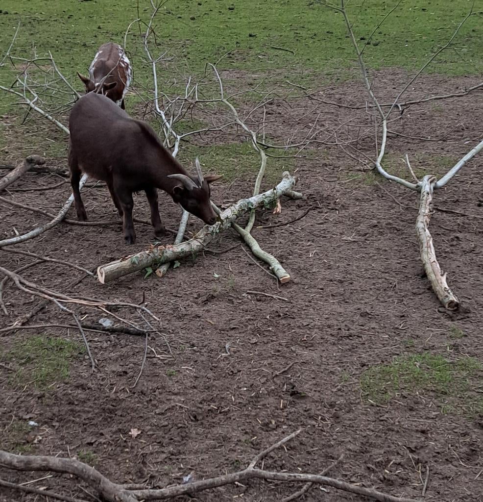 Dwerggeit, Dieren en Toebehoren, Schapen, Geiten en Varkens