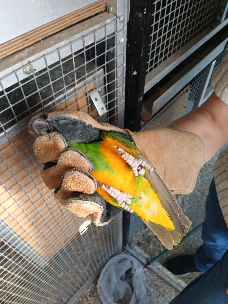 kweekman bonte boer door wegvallen pop (legnood), Mannelijk, Papegaai, Geringd