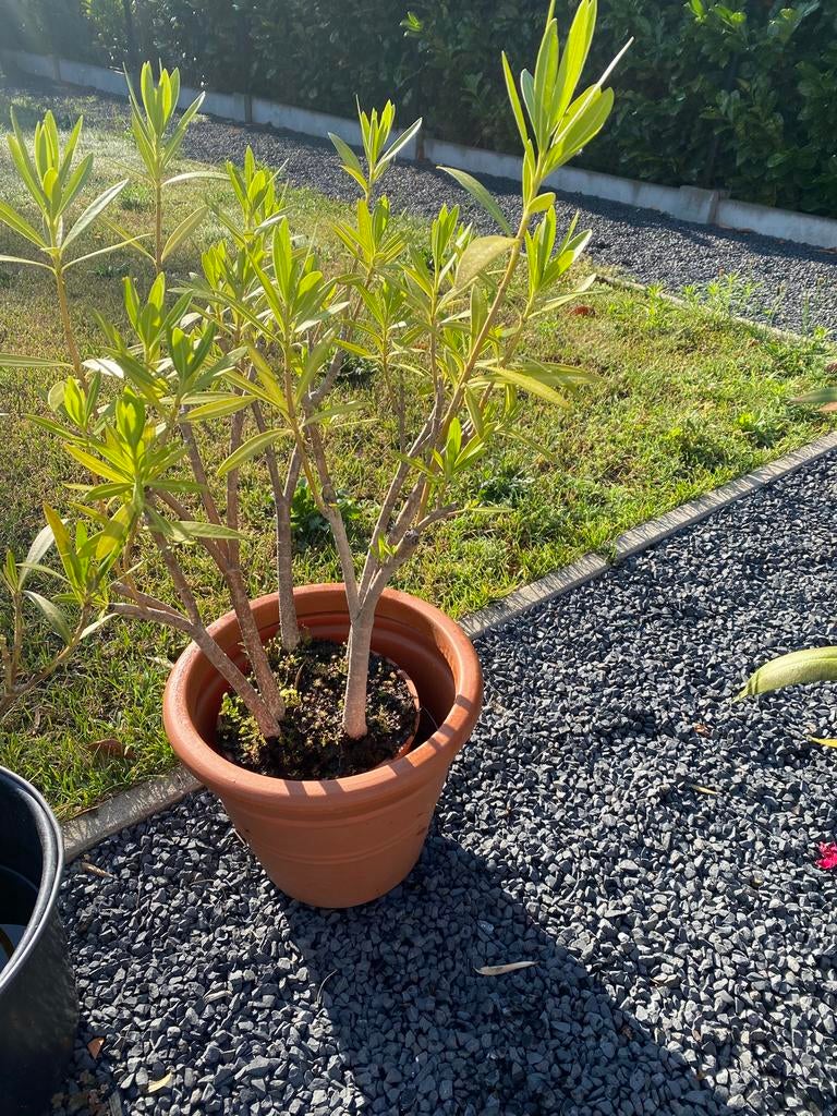 Mooie oleander zonder pot, Ophalen
