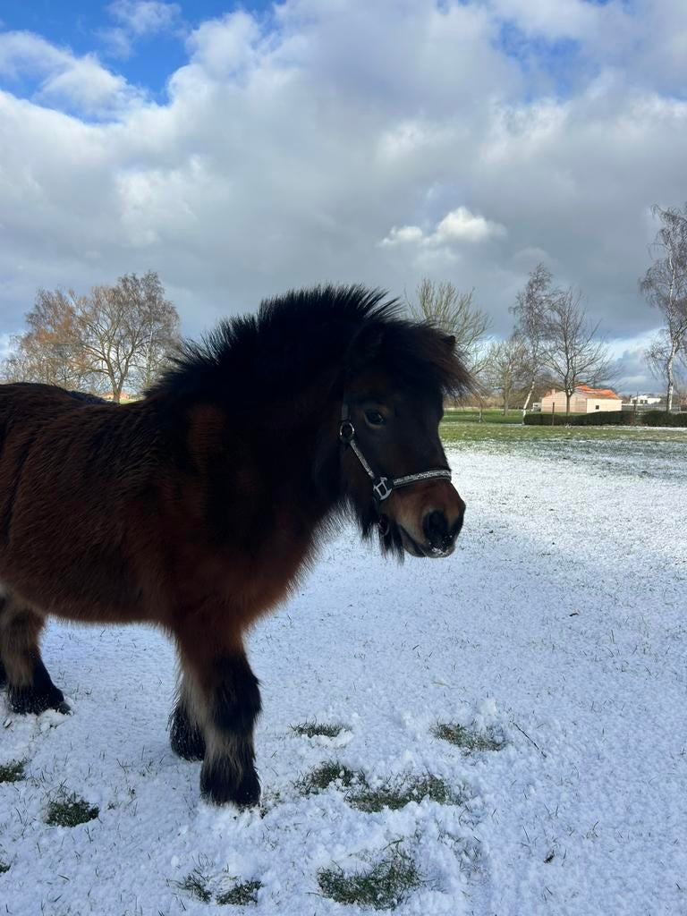 Gezocht: ruitertje, Merrie