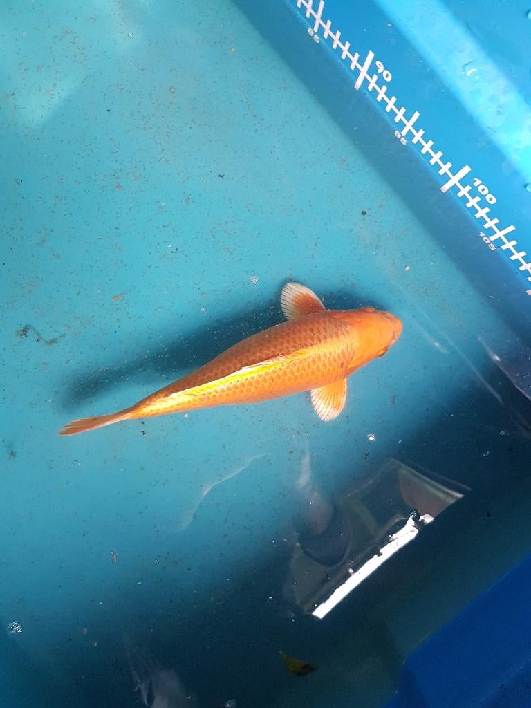 Japanse koi, Dieren en Toebehoren, Vissen | Vijvervissen, Karper of Koi