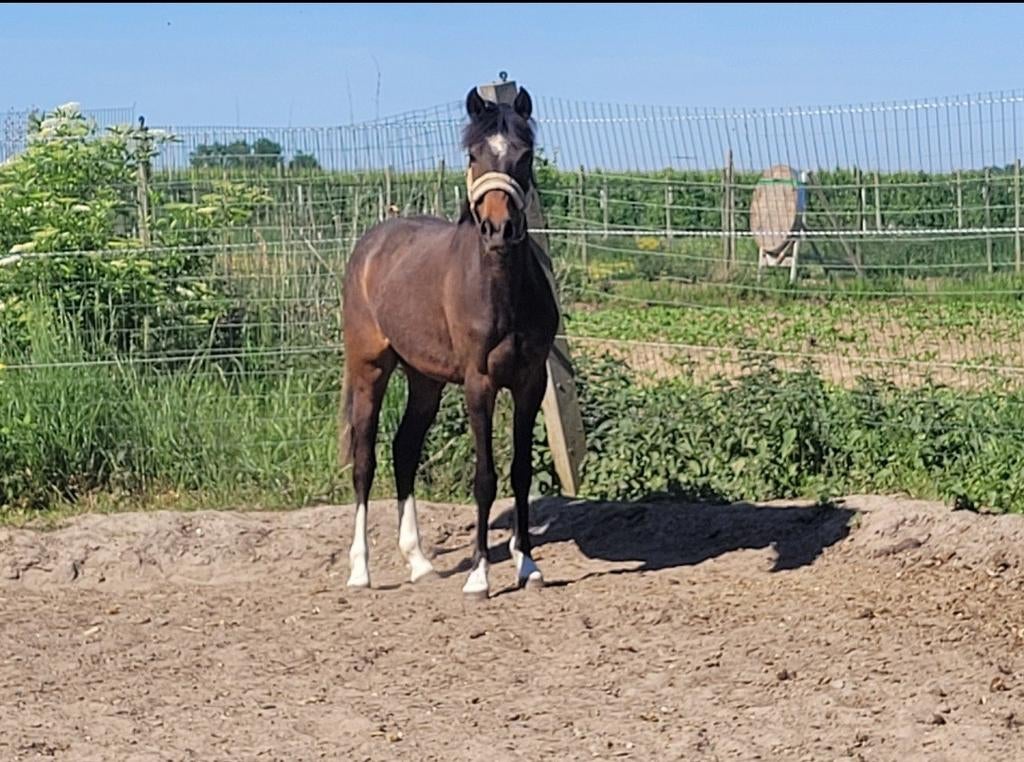 D pony, Dieren en Toebehoren, Merrie, Met stamboom, 3 tot 6 jaar, Onbeleerd