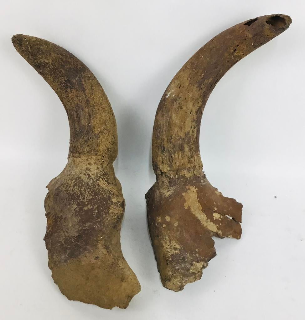 Paire de cornes de vache yack tibétain antique taxidermie, Enlèvement ou Envoi, Utilisé, Autres, Bois ou Tête