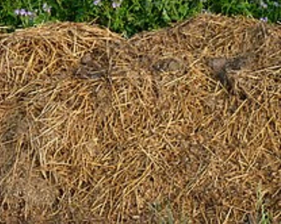 Fumier gratuit, fumier de cheval/d'âne, Enlèvement