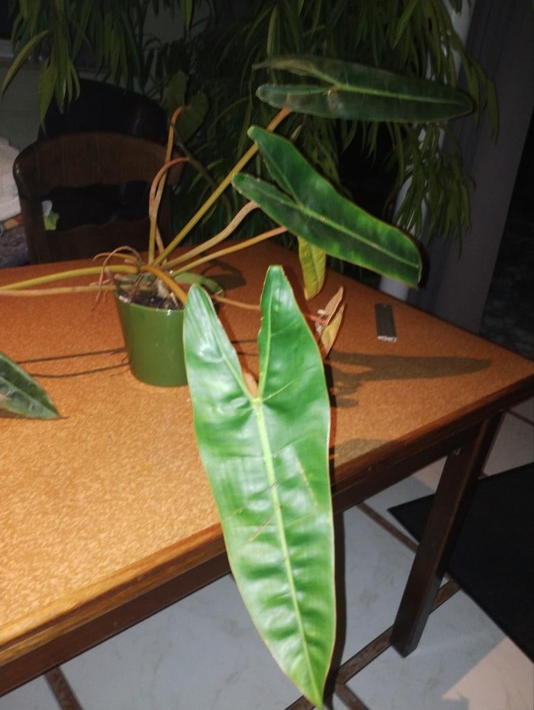 Philodendron billitiae, Huis en Inrichting, Kamerplanten, Ophalen