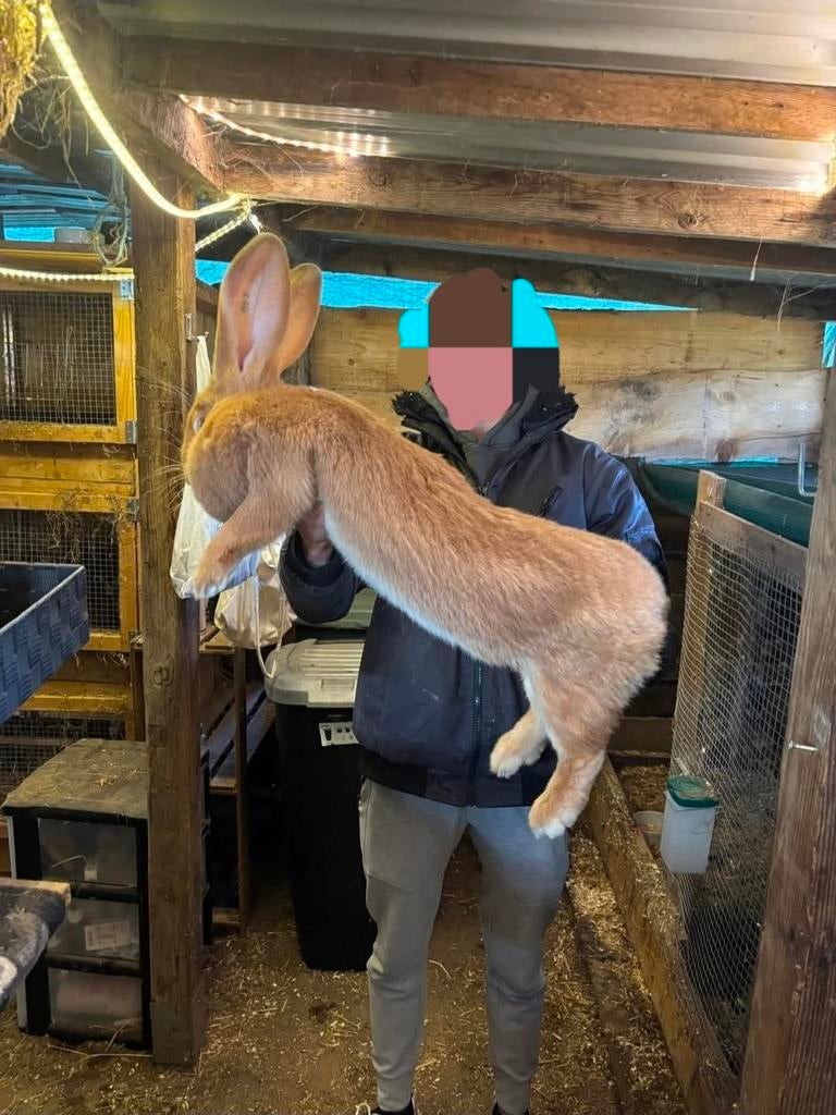 Ras echte gele vlaamse reuzen, Dieren en Toebehoren, Konijnen, Klein