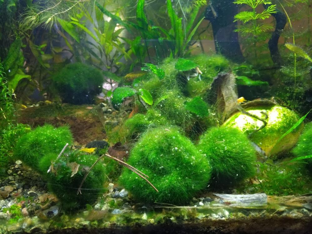 mosbol voor aquarium Cladophora Aegagropila, Ophalen, Nieuw, Plant(en), Steen of Hout