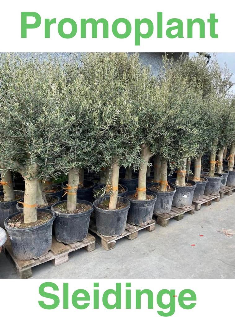 ‼️Olijfbomen aan PROMOprijzen bij PROMOplant‼️, Tuin en Terras, Planten | Bomen, Ophalen