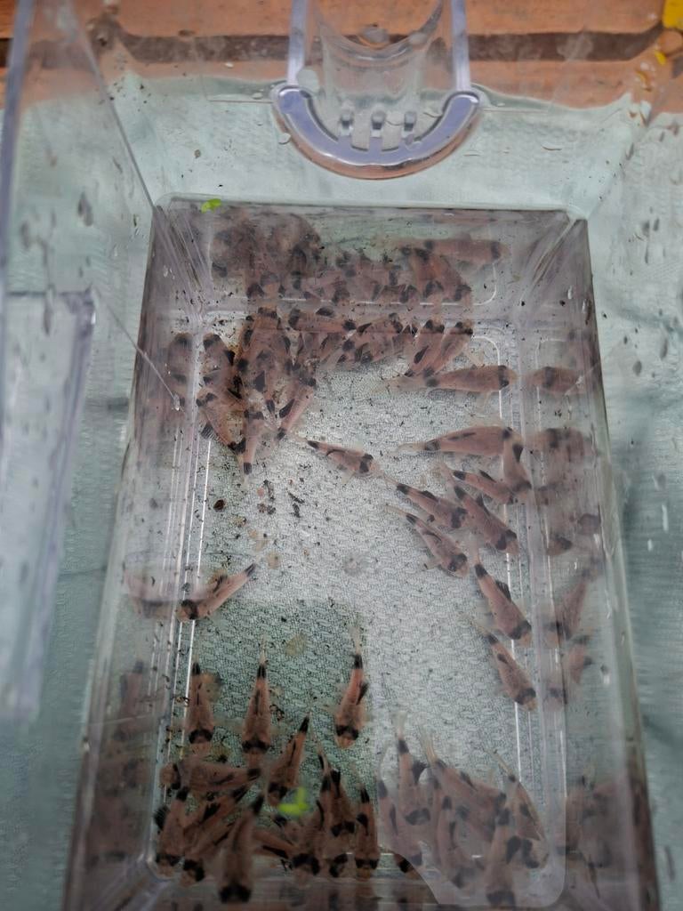 Corydoras panda locatie maastricht, Animaux & Accessoires