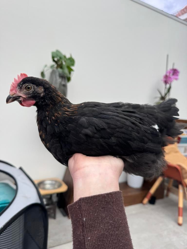 3 jonge hanen, Dieren en Toebehoren, Pluimvee, Mannelijk, Kip