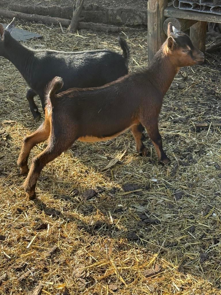 Bruin lam bokje, Dieren en Toebehoren, Schapen, Geiten en Varkens, Mannelijk, Geit, 0 tot 2 jaar