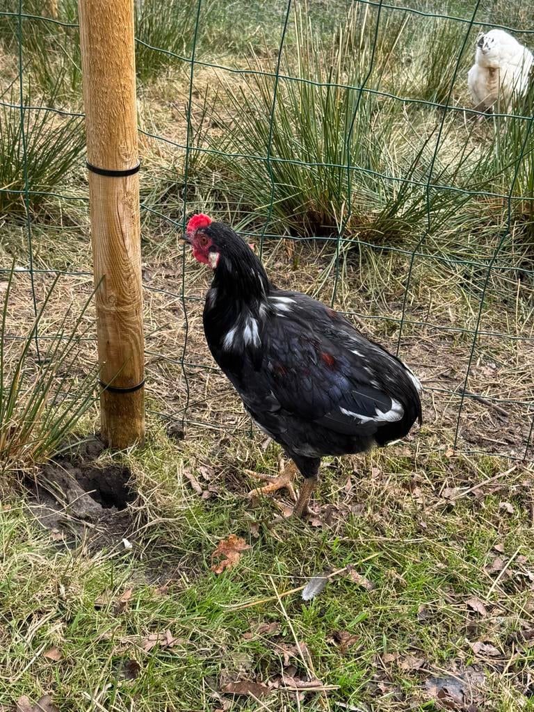 18 weke Haantje, Dieren en Toebehoren
