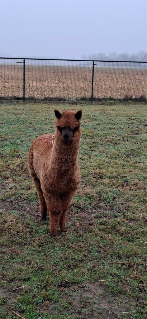 Alpaca cria hengst, Dieren en Toebehoren, Augustus, Mannelijk