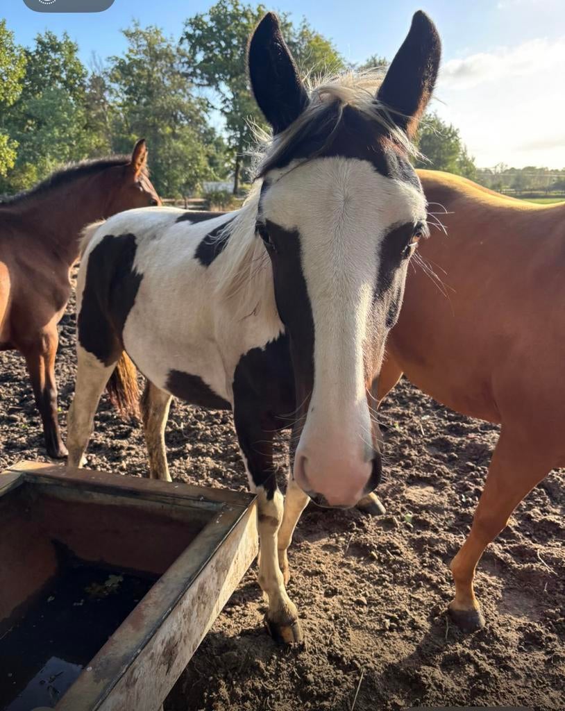 2-jarige merrie, Vermifugé, Moins de 160 cm, 0 à 2 ans, Non dressé
