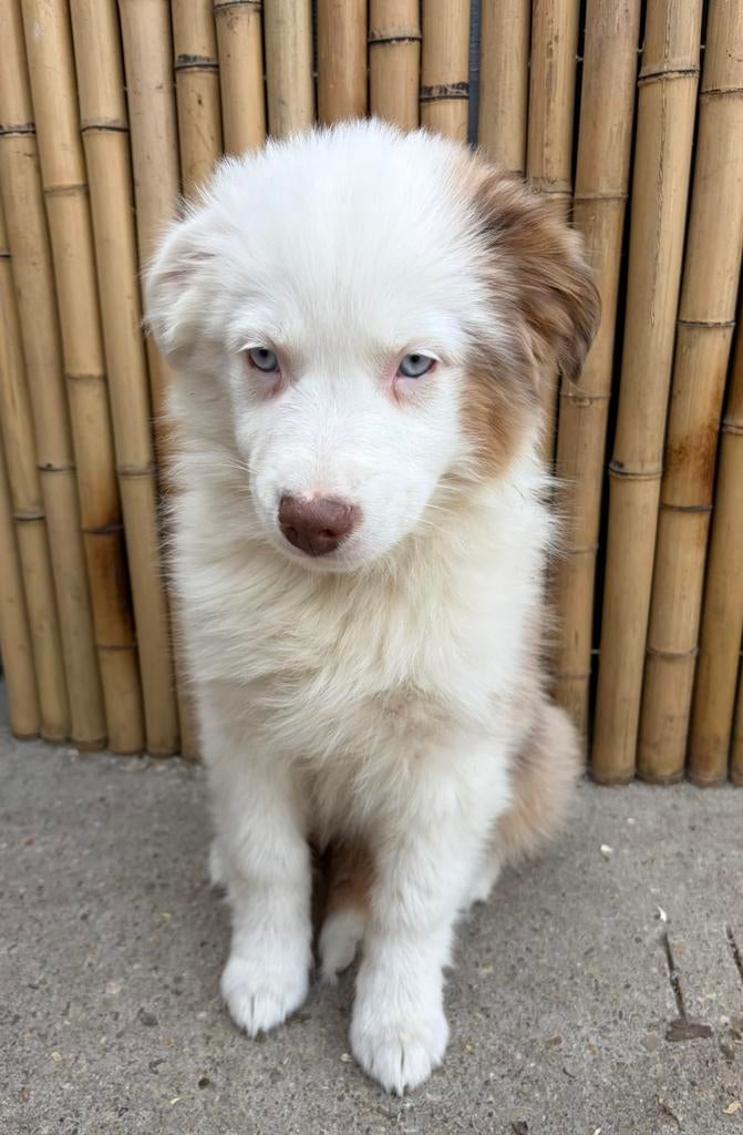 Belles filles bergères australiennes, Animaux & Accessoires, Plusieurs, Belgique, Berger, Plusieurs animaux