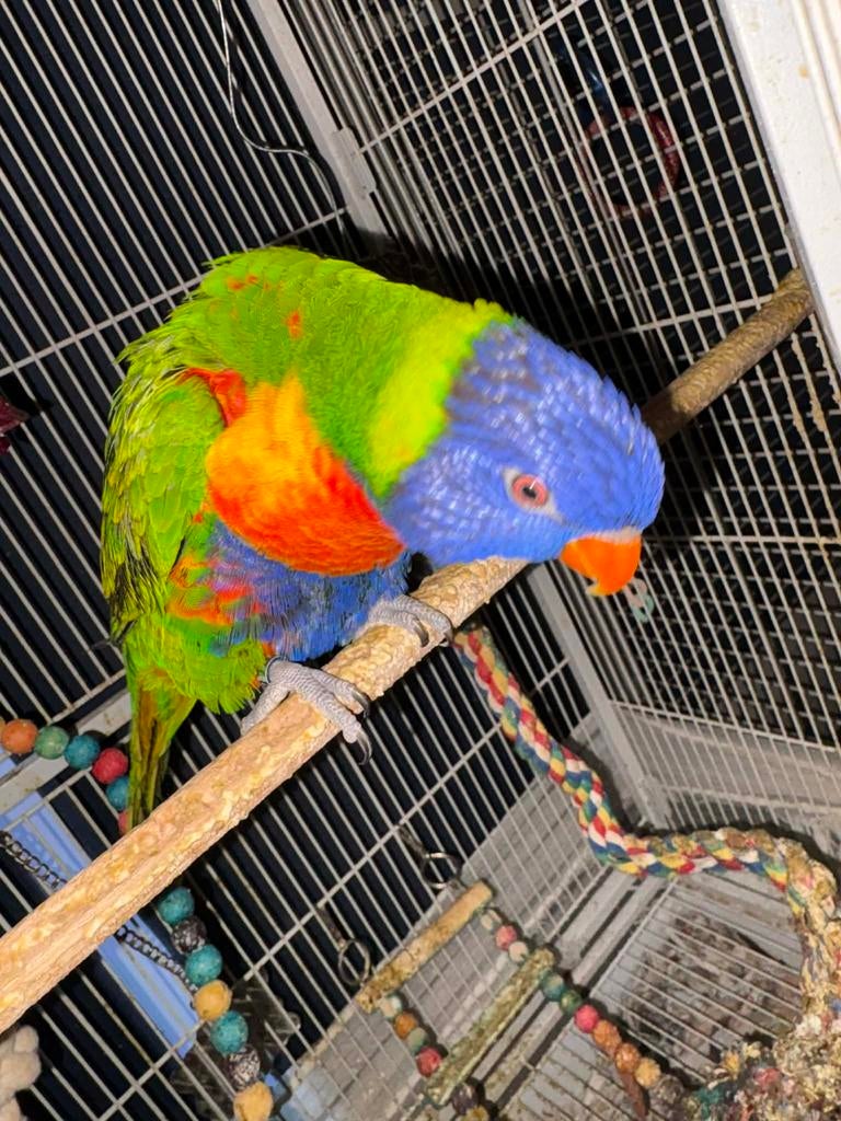 Mooie Lori, Dieren en Toebehoren, Tam