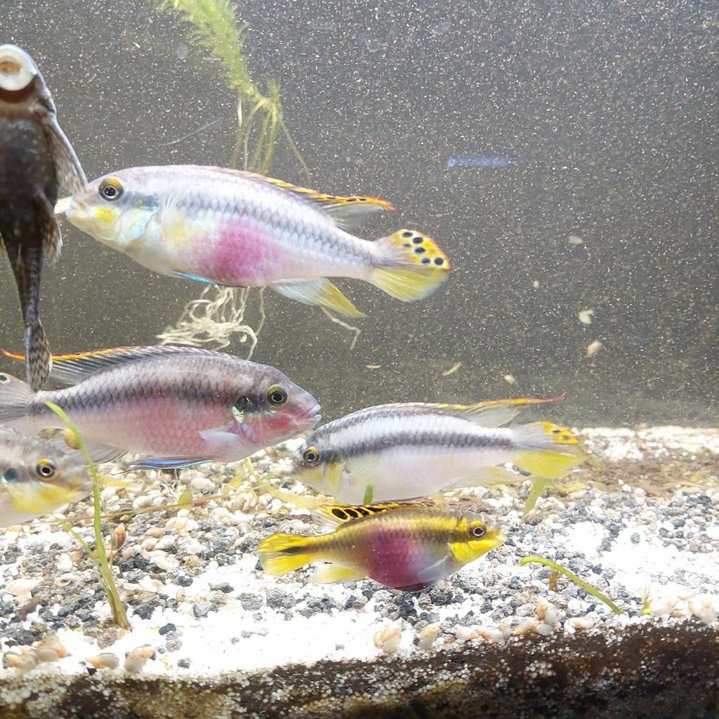 Broedend cichliden koppel met kinderen., Poisson, Poisson d'eau douce, Banc de poissons