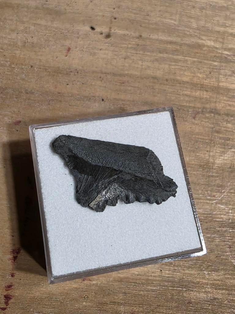 Requin à dents de ciseaux à dents de requin edestus rares (3, Collections, Enlèvement ou Envoi, Fossile