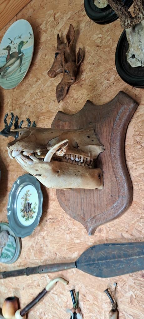 Everzwijntrofe, Ophalen