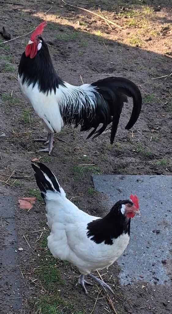 Broedeieren lakenvelder, Dieren en Toebehoren, Pluimvee
