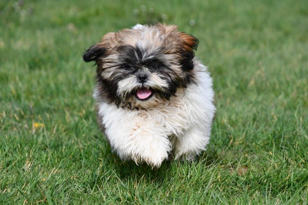 Chiots Shih Tzu à vendre, 15 semaines à 1 an, Étranger, Chien (mâle), Hépatite contagieuse (maladie de Rubarth)