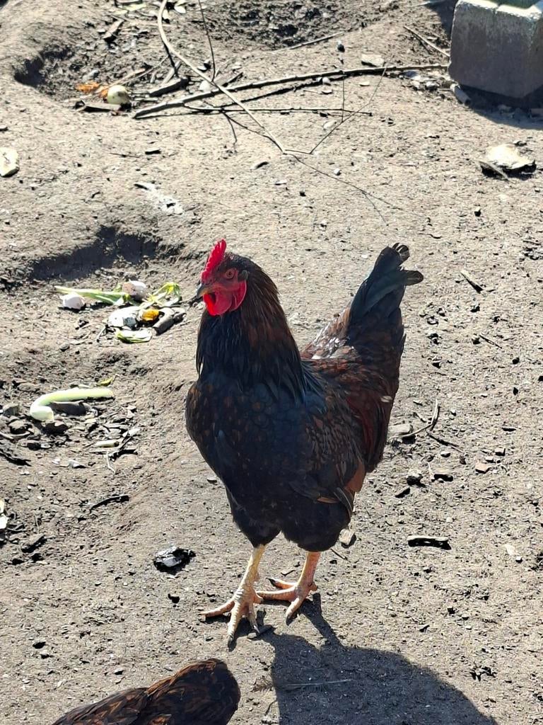 Barnevelder Haan 2025, Dieren en Toebehoren, Pluimvee