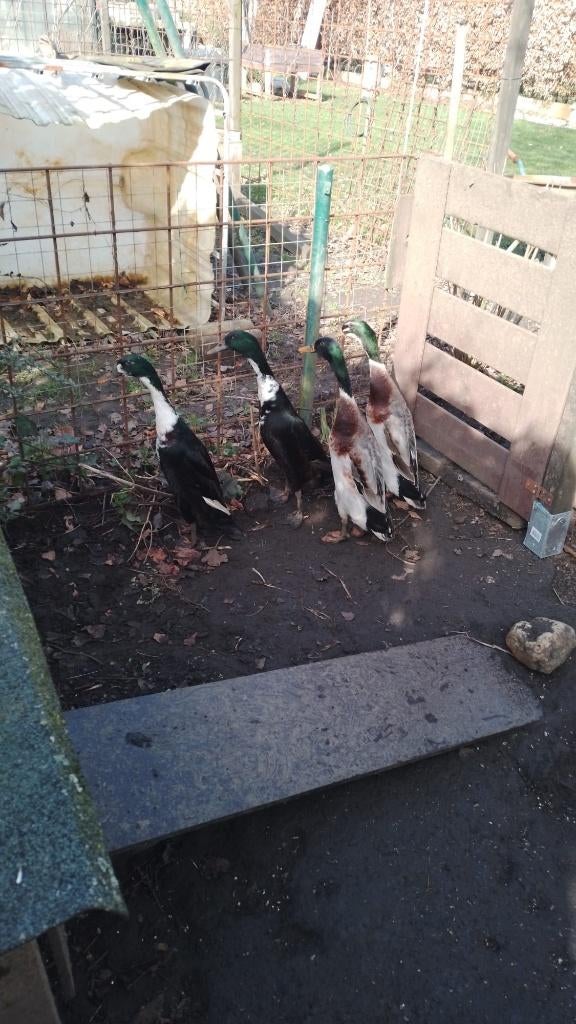 Loopeenden - woerden - te koop, Mâle, Canard