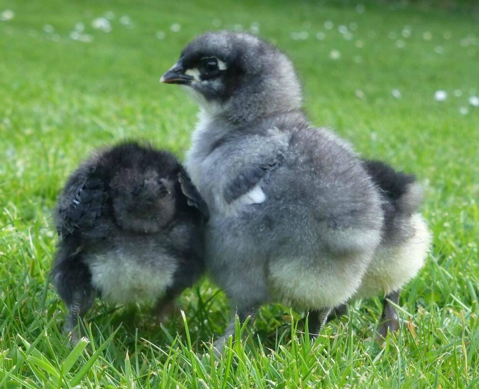 pluimvee, Geslacht onbekend, Kip