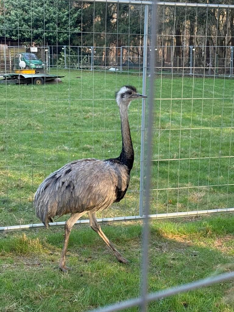 Vogelsoorten, Animaux & Accessoires, Volatiles, Mâle, Autres espèces