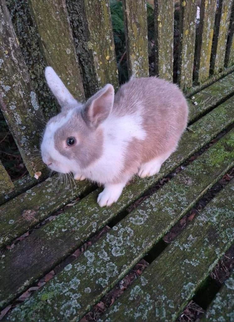 Dwergkonijn voedster, Femelle, Nain, 0 à 2 ans