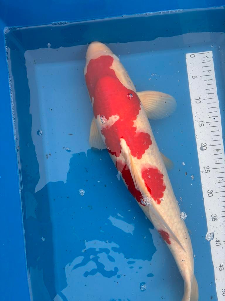 Top 4 staps kohaku diep rode kleur, Dieren en Toebehoren, Karper of Koi