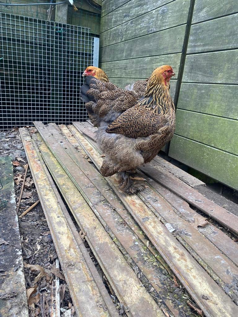 Brahma groothoender meerzomig (splash)patrijs kweekkoppel, Meerdere dieren, Kip