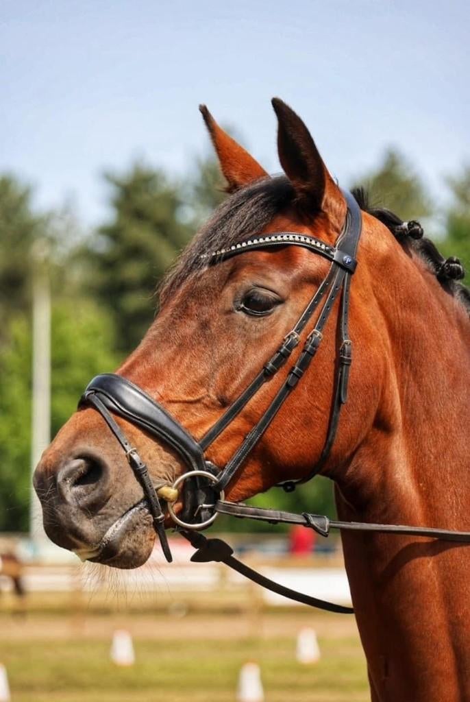 Prachtige goed gereden merrie, Dieren en Toebehoren, Merrie, Dressuurpaard, 11 jaar of ouder, 165 tot 170 cm