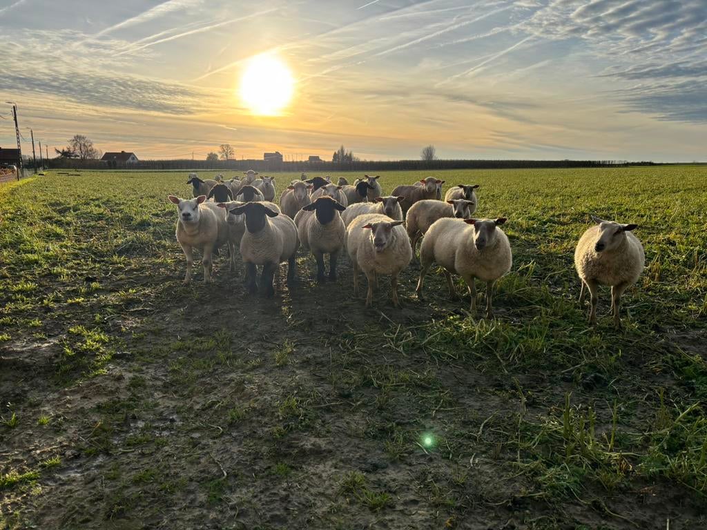 Weides gezocht, Schaap