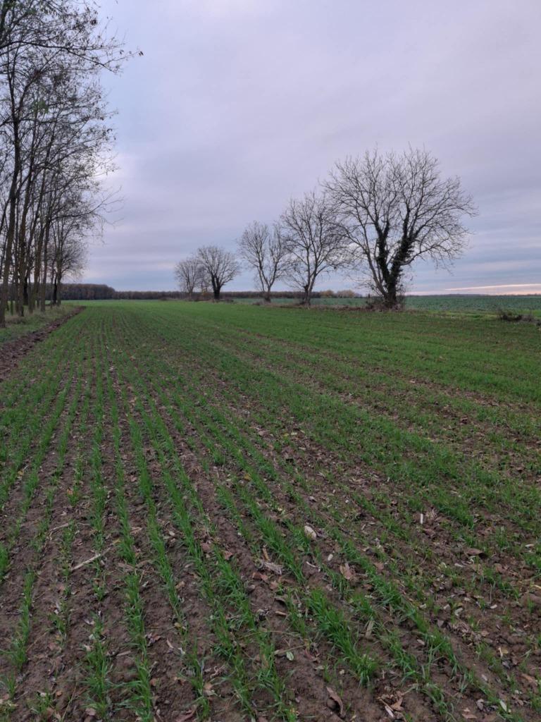 Ceglédpuszta bouwgrond zeer gunstig gelegen #1573, Immo, Kavel of Perceel, Ceglédpuszta, Overig Europa, Dorp