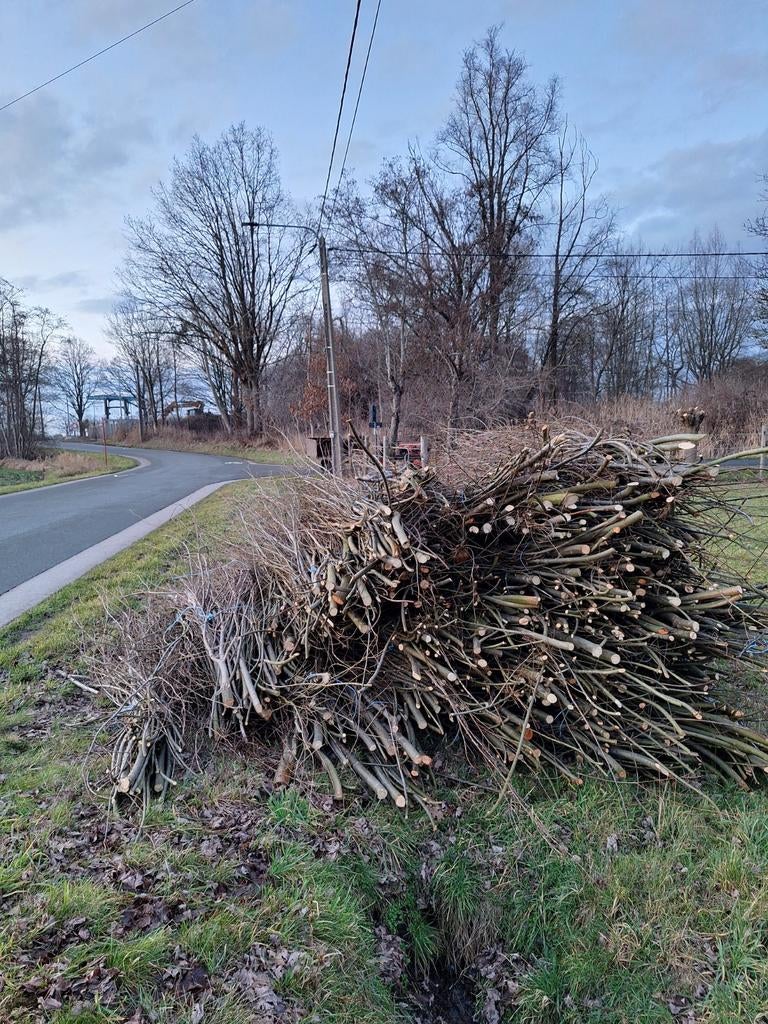 Gratis snoeihout knotwilgen, Tuin en Terras, Brandhout, 3 tot 6 m³, Ophalen, Overige houtsoorten, Takken