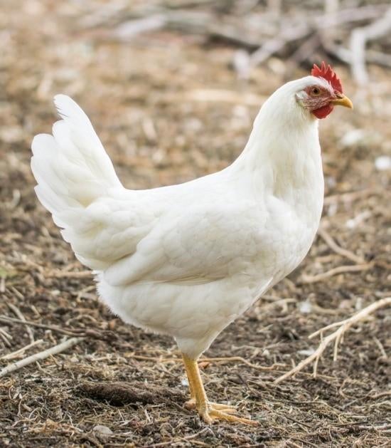 Legkippen jonge hennen ruime keuze beschikbaar, Dieren en Toebehoren, Pluimvee, Vrouwelijk, Kip