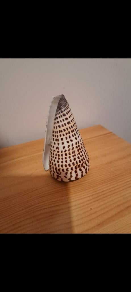 Lot echte zee schelpen, Ophalen, Zo goed als nieuw