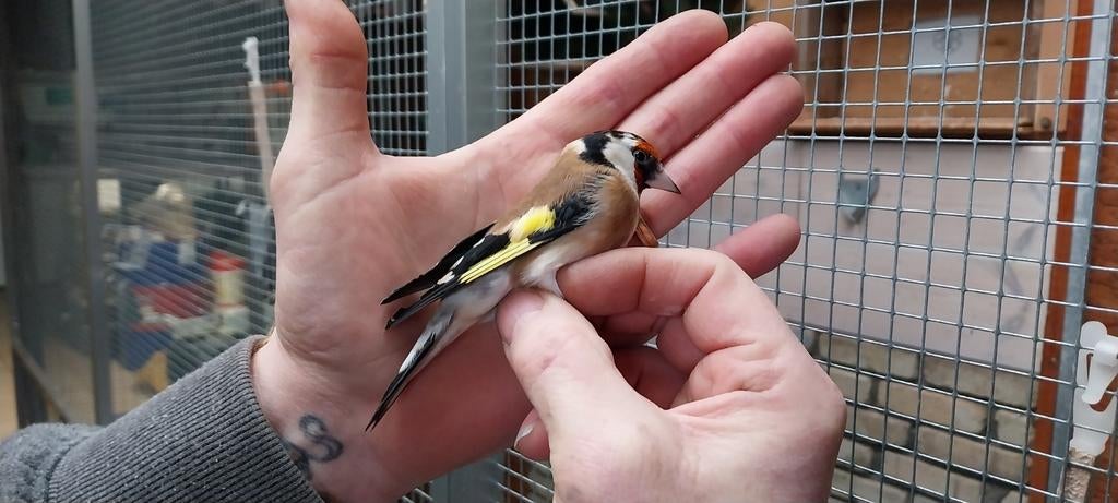 Distelvink putters zie beschrijving !!!!nog 2 mannen, Dieren en Toebehoren, Geringd