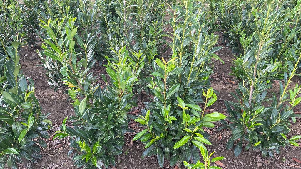 Prunus (laurierhaag), Enlèvement, Laurier, Haie, 100 à 250 cm